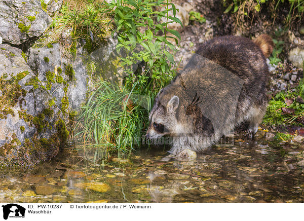 Waschbr / raccoon / PW-10287