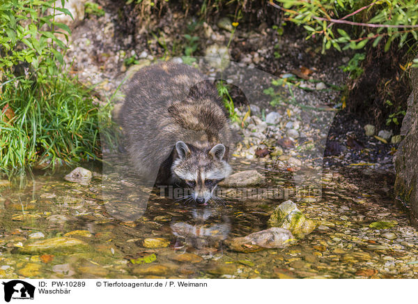Waschbr / raccoon / PW-10289