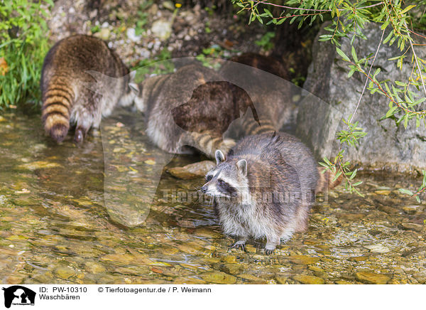 Waschbren / raccoons / PW-10310