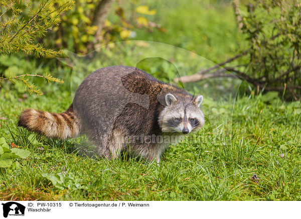 Waschbr / raccoon / PW-10315
