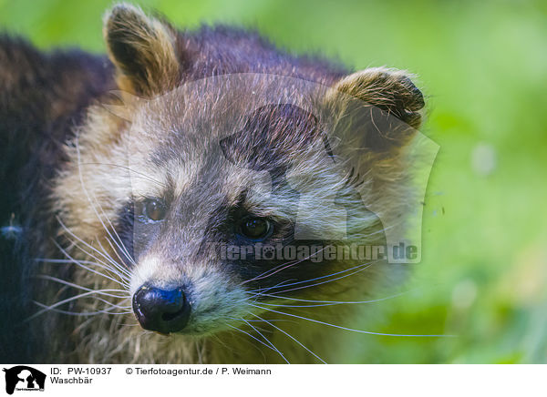 Waschbr / northern raccoon / PW-10937