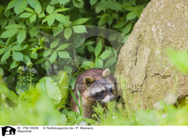 Waschbr / northern raccoon / PW-10939