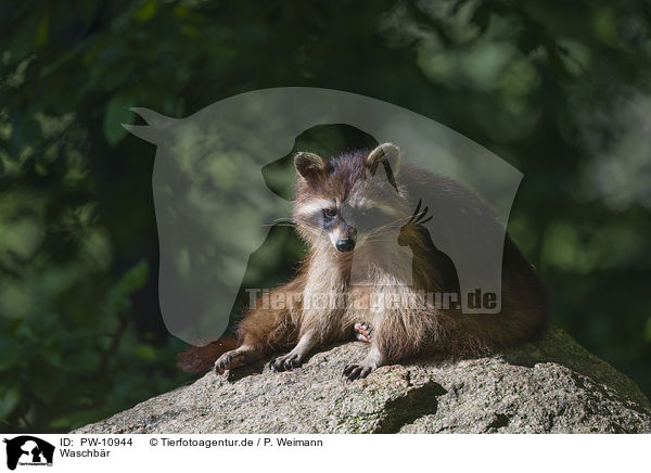 Waschbr / northern raccoon / PW-10944