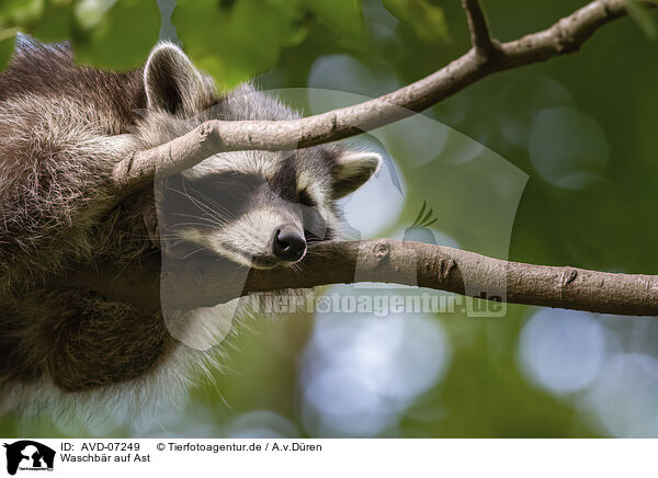 Waschbr auf Ast / Raccoon on branch / AVD-07249