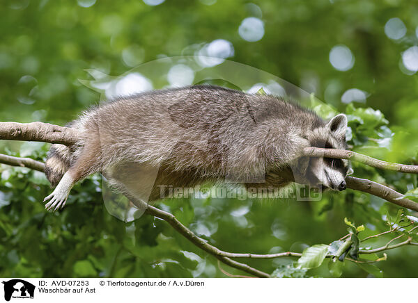 Waschbr auf Ast / Raccoon on branch / AVD-07253