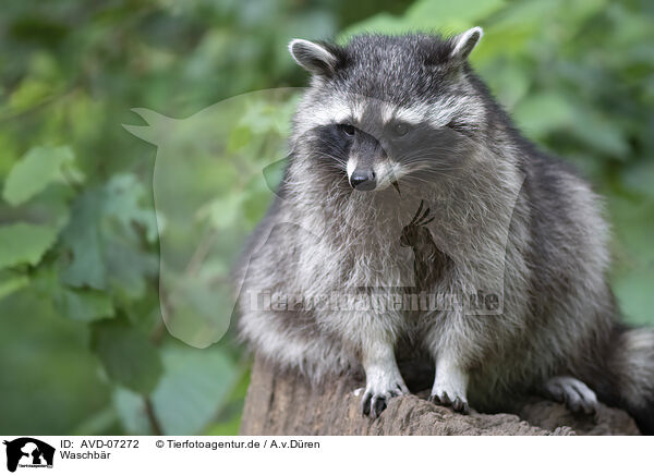 Waschbr / raccoon / AVD-07272