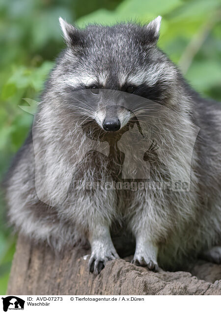 Waschbr / raccoon / AVD-07273