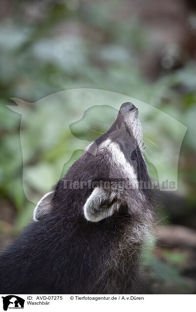 Waschb�r / raccoon / AVD-07275
