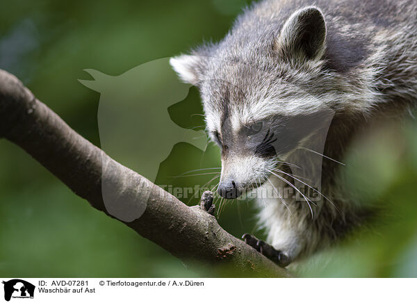 Waschb�r auf Ast / Raccoon on branch / AVD-07281