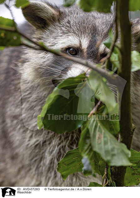 Waschb�r / raccoon / AVD-07283