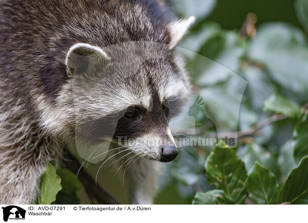 Waschb�r / raccoon / AVD-07291