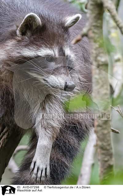 Waschbr auf Ast / Raccoon on branch / AVD-07298