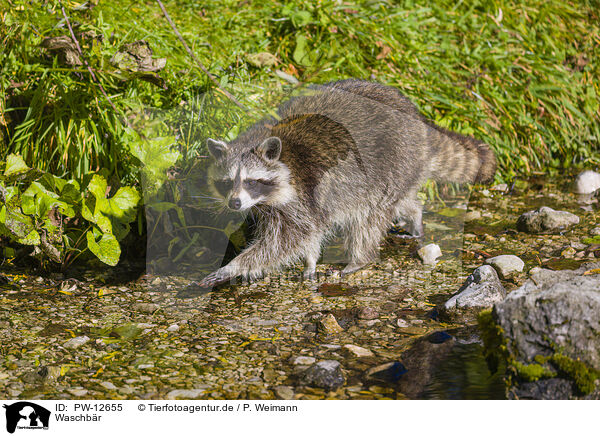 Waschbr / northern raccoon / PW-12655