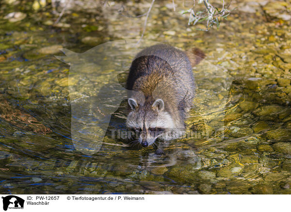 Waschbr / northern raccoon / PW-12657