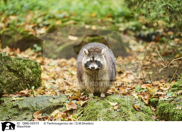 Waschbr / northern raccoon / DMS-09575