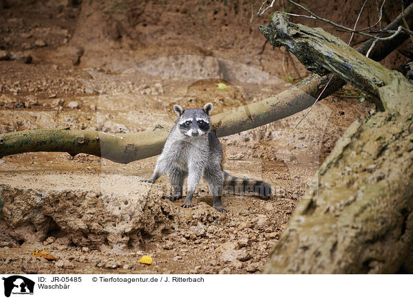 Waschbr / northern raccoon / JR-05485