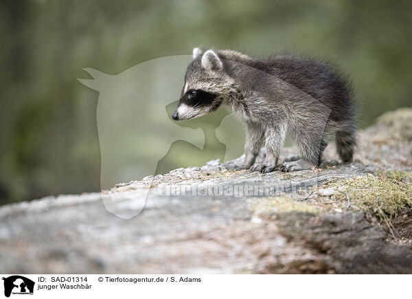 junger Waschbr / young raccoon / SAD-01314
