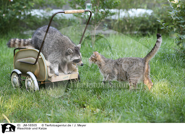 Waschbr und Katze / northern raccoon and cat / JM-16505