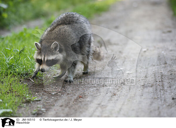 Waschbr / northern raccoon / JM-16510
