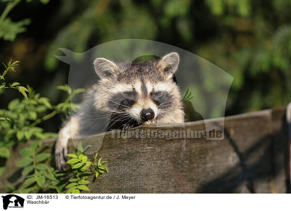 Waschb�r / northern raccoon / JM-16513