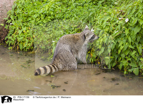 Waschbr / northern raccoon / PW-17159