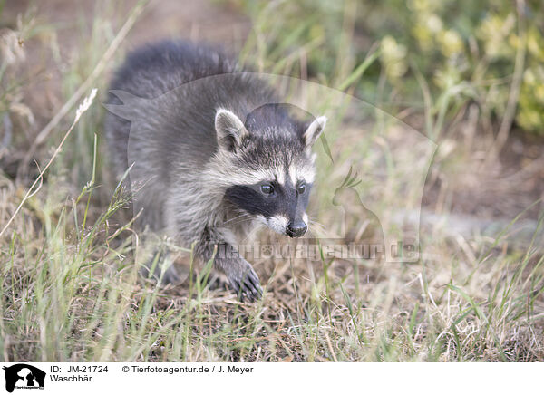 Waschbr / northern raccoon / JM-21724
