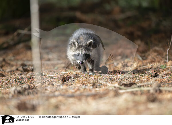 Waschbr / northern raccoon / JM-21732