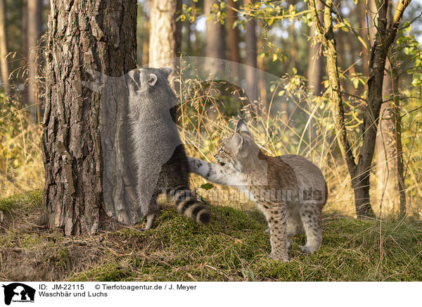 Waschbr und Luchs / Raccoon and Lynx / JM-22115