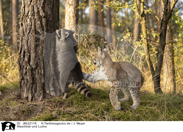 Waschbr und Luchs / Raccoon and Lynx / JM-22116
