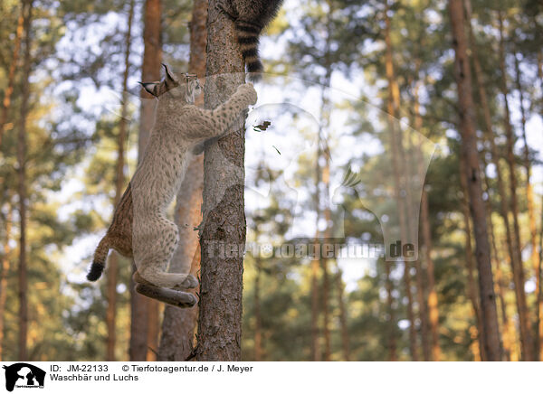Waschbr und Luchs / Raccoon and Lynx / JM-22133