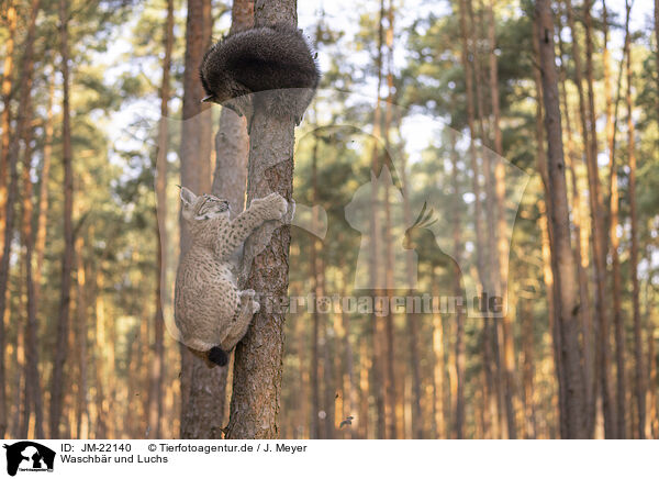 Waschbr und Luchs / JM-22140