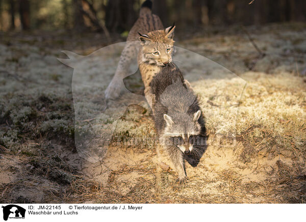 Waschbr und Luchs / Raccoon and Lynx / JM-22145