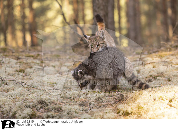 Waschbr und Luchs / Raccoon and Lynx / JM-22154