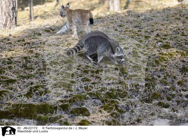 Waschbr und Luchs / Raccoon and Lynx / JM-22172