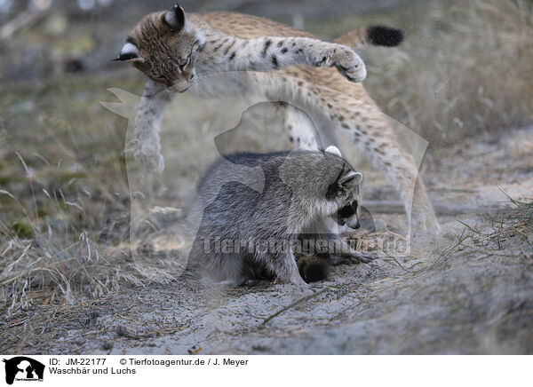Waschbr und Luchs / JM-22177