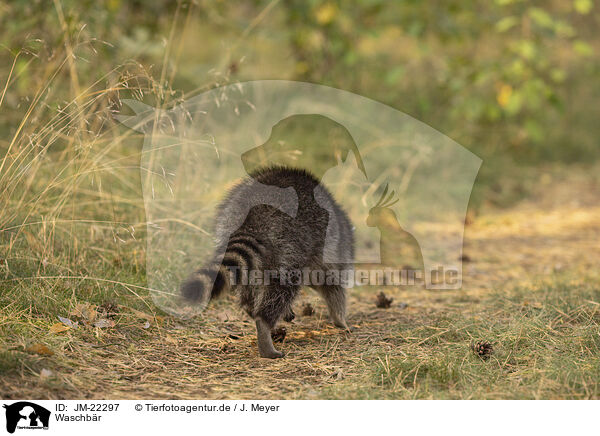Waschb�r / Raccoon / JM-22297