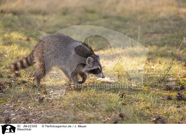 Waschbr / Raccoon / JM-22309