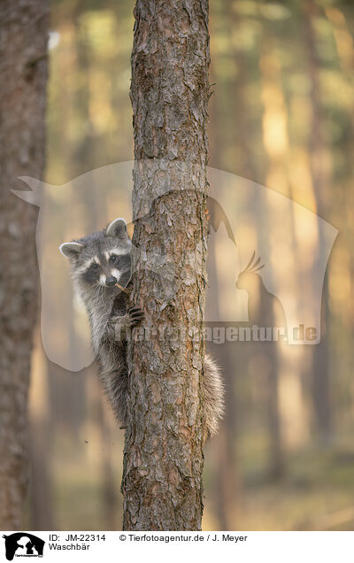 Waschbr / Raccoon / JM-22314