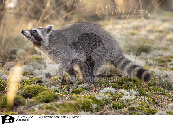 Waschb�r / Raccoon / JM-22323