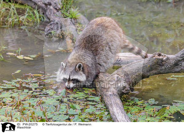 Waschbr / northern raccoon / PW-20275