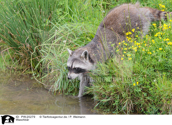 Waschb�r / northern raccoon / PW-20279