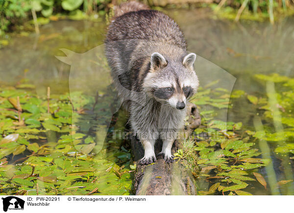 Waschb�r / northern raccoon / PW-20291