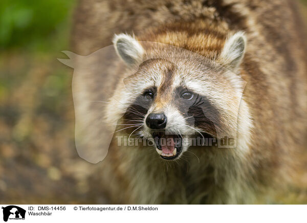 Waschbr / northern raccoon / DMS-14456