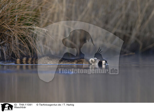 Waschbr / raccoon / THA-11081