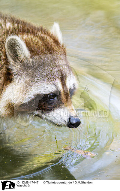Waschb�r / raccoon / DMS-17447