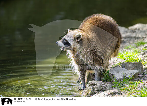 Waschb�r / raccoon / DMS-17477