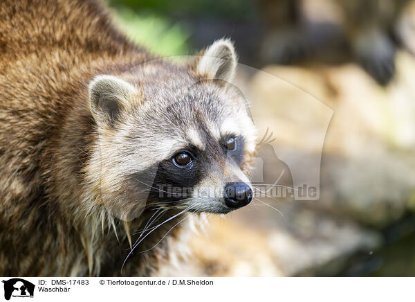 Waschb�r / raccoon / DMS-17483