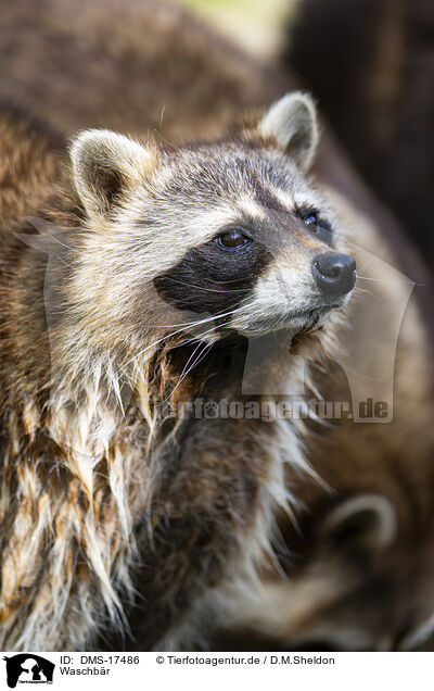 Waschb�r / raccoon / DMS-17486