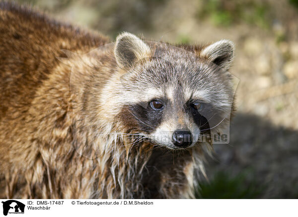 Waschb�r / raccoon / DMS-17487