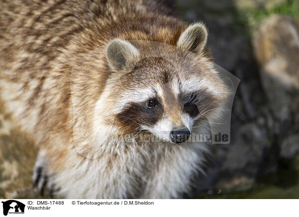 Waschb�r / raccoon / DMS-17488